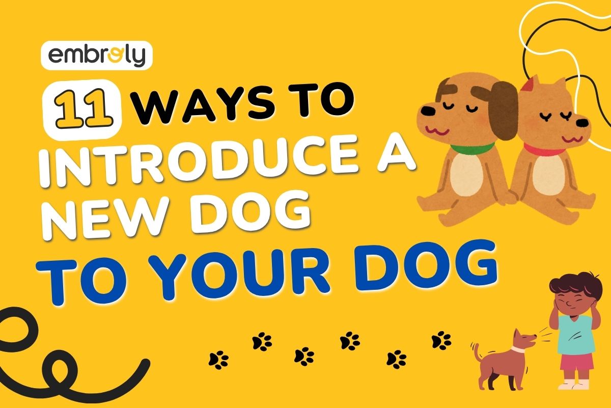 How to Introduce a New Dog to Your Dog