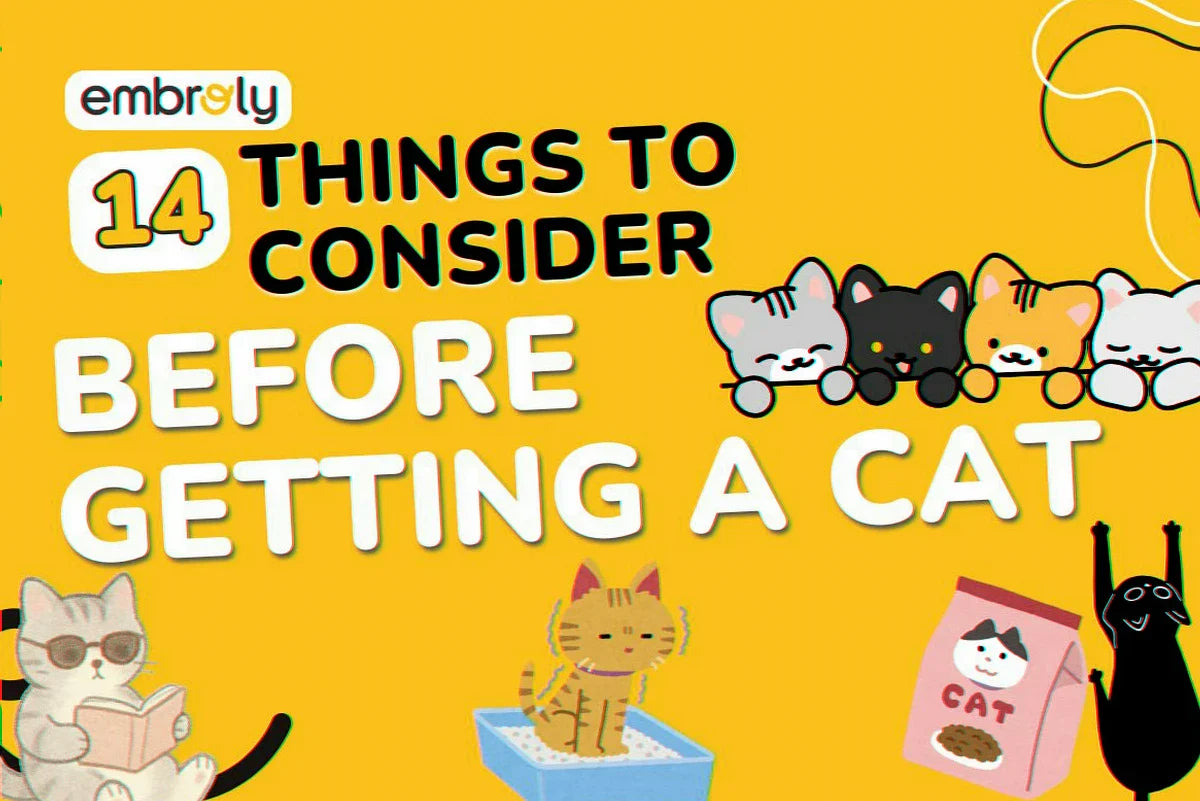Things to Consider Before Getting a Cat To Avoid Stress