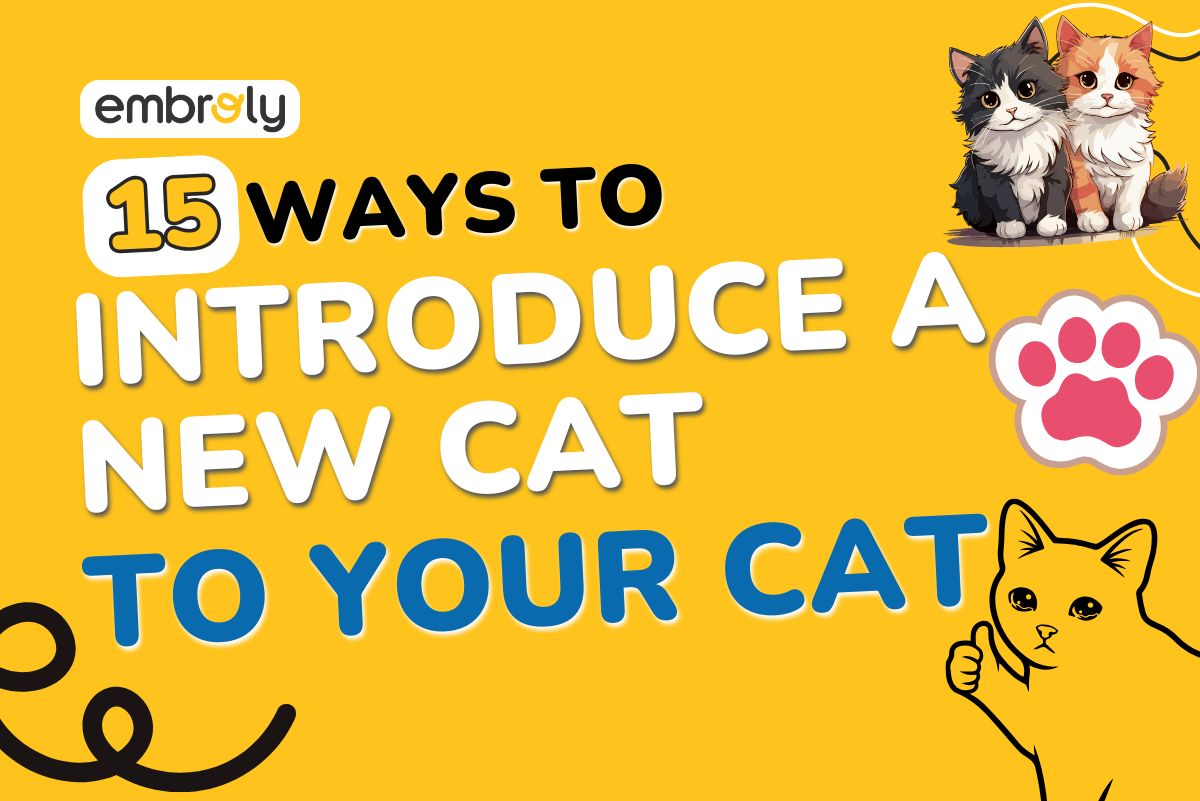 Ways to Introduce a New Cat to Your Cat